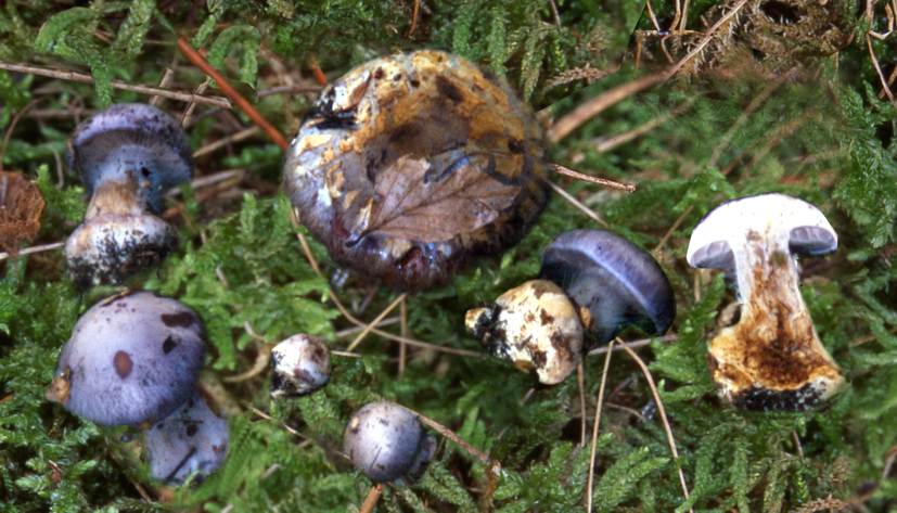 Cortinarius caerulescens